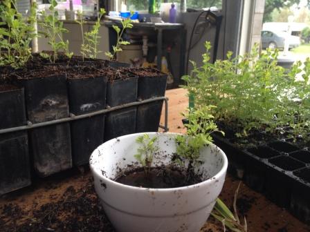KCLG Nursery - Pricking out seedlings